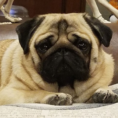golden pug puccini golden retreiver breeder pug breeder lazy paws kennels golden pug puccini golden retreiver breeder pug breeder lazy paws kennels