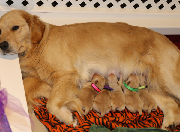 golden retriever breeders san antonio puppies golden retreiver breeder pug breeder lazy paws kennels golden retriever breeders san antonio puppies golden retreiver breeder pug breeder lazy paws kennels