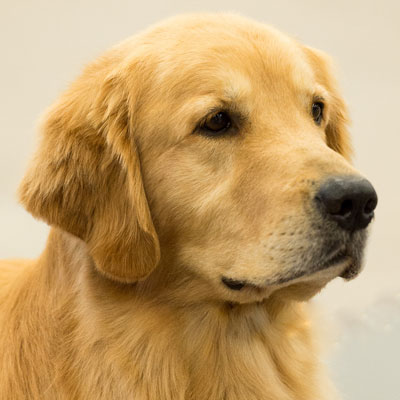 golden retriever lazy